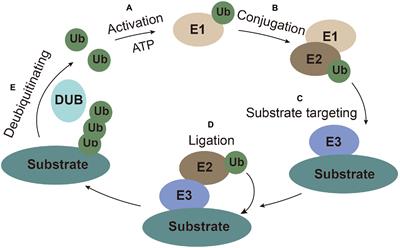 Dual-Role Ubiquitination Regulation Shuttling the Entire Life Cycle of the Flaviviridae